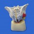 Модель мужского таза из 7 частей со связками, сосудами, нервами, тазовым дном и органами