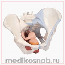 Модель женского таза со связками, мышцами тазового дна,  органами