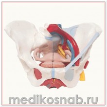 Модель женского таза со связками, сосудами, нервами, мышцами тазового дна и органами