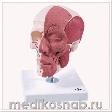 Модель черепа с лицевыми мышцами
