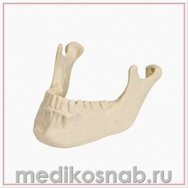 Нижняя челюсть с зубами ORTHObones Премиум