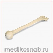Плечевая кость левая ORTHObones Премиум