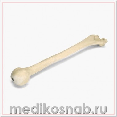 Плечевая кость левая ORTHObones Премиум