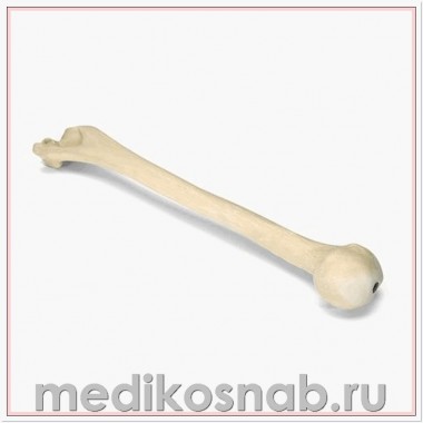 Плечевая кость правая ORTHObones Премиум