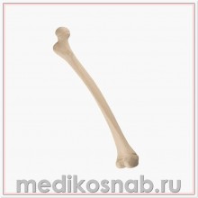 Бедренная кость ребенка правая ORTHObones Стандарт 