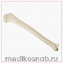 Большеберцовая кость правая ORTHObones Стандарт 