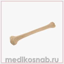 Большеберцовая кость ребенка правая ORTHObones Стандарт 