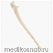 Локтевая кость левая ORTHObones Стандарт 