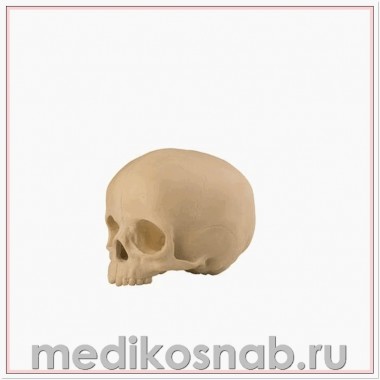 Полый череп ребенка с опорным блоком ORTHObones Стандарт 