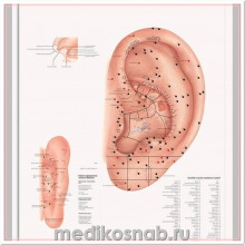 Плакат медицинский Акупунктура уха