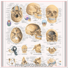 Плакат анатомический Череп человека