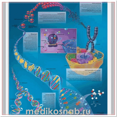 Плакат медицинский ДНК - генотип человека