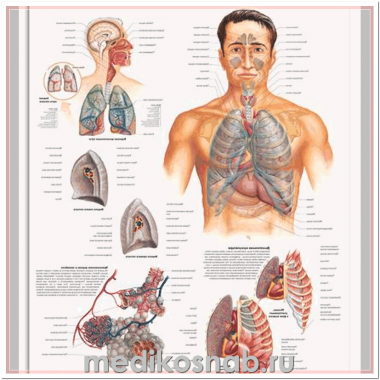 Плакат медицинский Дыхательная система