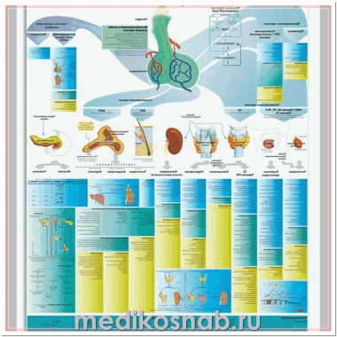 Плакат анатомический Эндокринная система