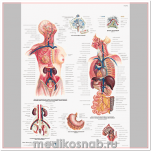Плакат медицинский Лимфатическая система