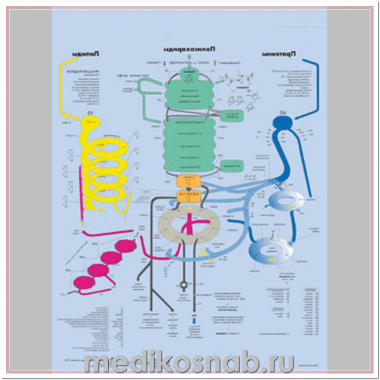 Плакат медицинский Метаболические пути человека