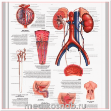 Плакат медицинский Мочевые пути, анатомия и физиология