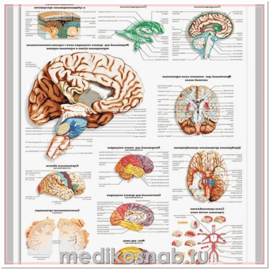 Плакат медицинский Мозг человека