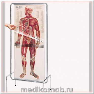 Набор прозрачных анатомических плакатов Человек
