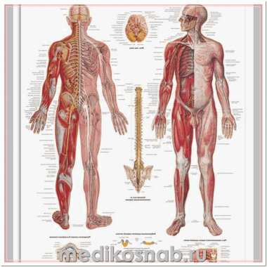 Плакат медицинский Нервная система человека