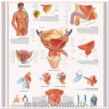 Плакат медицинский Простата