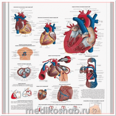 Плакат медицинский Сердце человека, анатомия и физиология