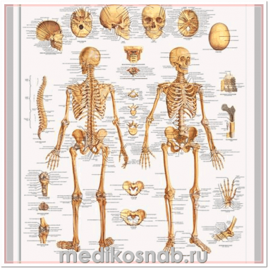 Плакат медицинский Скелет человека