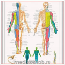 Плакат медицинский Спинномозговые нервы человека