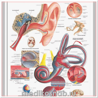 Плакат медицинский Ухо человека