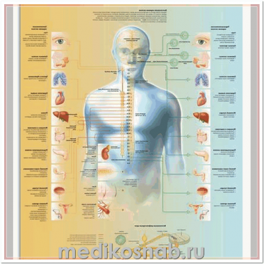 Плакат медицинский Вегетативная нервная система