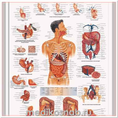 Плакат медицинский Желудочно-кишечный тракт
