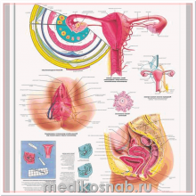 Плакат медицинский Женские половые органы