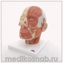 Модель мышцы головы с нервами