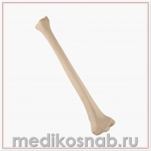 Большеберцовая кость левая ORTHObones Стандарт 
